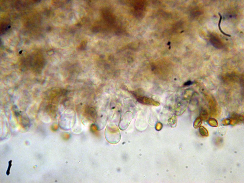 Cortinarius da determinare